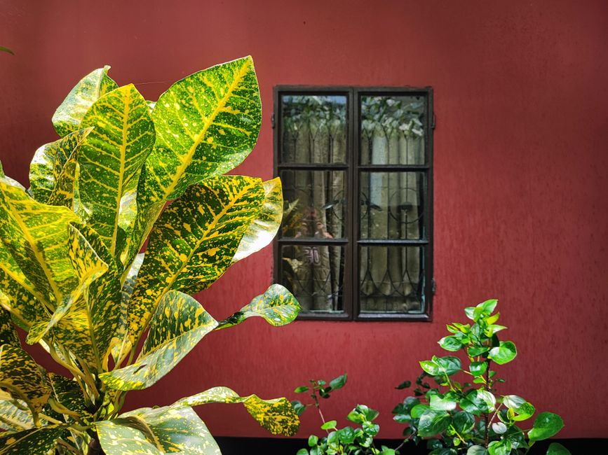 Red painted wall with a window and plants
